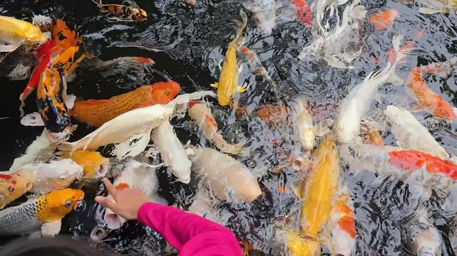 close up of colorful fish