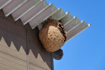 倉庫の屋根に作った巨大なスズメバチの巣