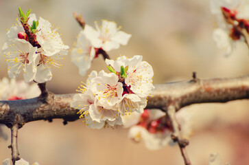 Apricot tree blossoms