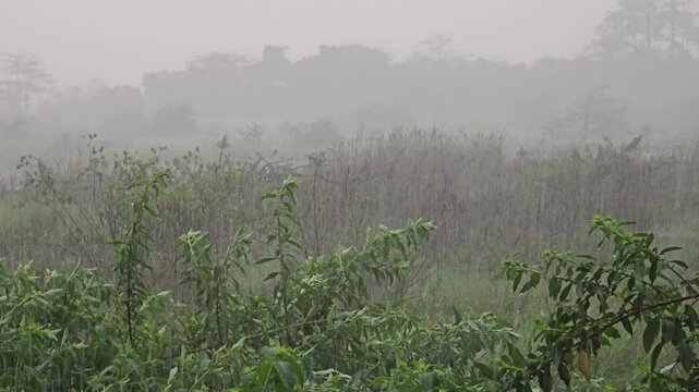rain in tropical rainforest