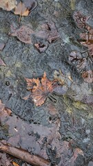 liście klonu w pokrywie lodowej