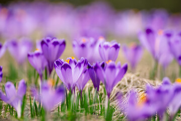 Fototapeta premium Spring crocus flowers in the grass, Easter seasonal background