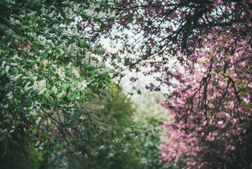 Sakura flowers blooming, spring seasonal Easter background