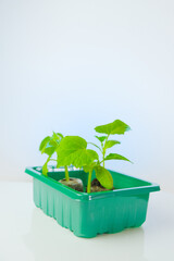 Cucumbers green seedlings. Young cucumber seedlings in a green container on a white background.Growing Seedlings in a Green Container.Home garden.Gardening and agriculture.plant growing and farming. 