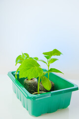  Young cucumber seedlings in a green container on a white background.Growing Seedlings in a Green Container.Home garden.Gardening and agriculture.plant growing and farming. 