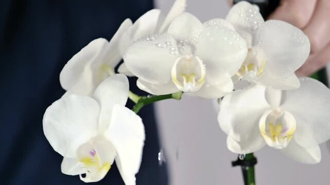 white orchid flower on a beige background. White orchid branch close-up.Growing and caring orchids at home. 4k footage