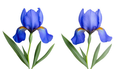 iris flower isolated on white background