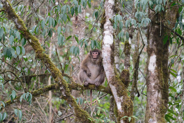 A brown monkey seat on the branch in the forest