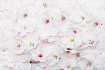 桜いっぱいの背景