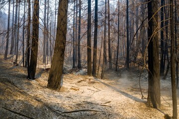 Obraz premium Aftermath of LNU Lightning Complex wildfire in Healdsburg, California, USA. Charred trees stand amidst the ash-covered landscape, showing the destructive power of nature.