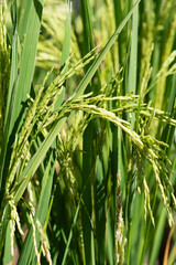 Rice of ears on natural background.