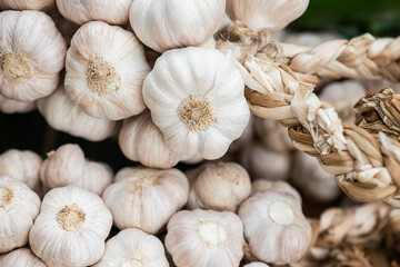 Garlic or Allium sativum on natural background.