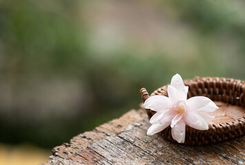 Tuberose or polianthes tuberosa flower on natural background.