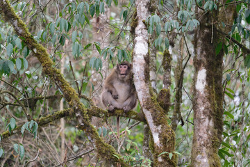 A brown monkey seat on the branch in the forest