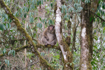 A brown monkey seat on the branch in the forest