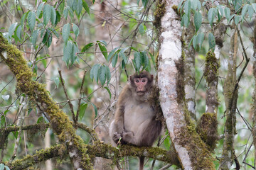 A brown monkey seat on the branch in the forest