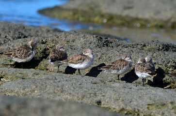 white-rumped sandpiper (calidris fuscicollins) on the atlantic coast, argentine Patagonia