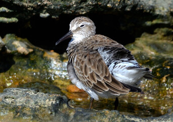 white-rumped sandpiper (calidris fuscicollins) on the atlantic coast, argentine Patagonia