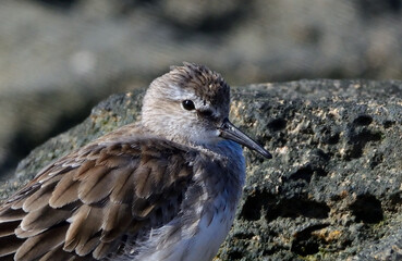 white-rumped sandpiper (calidris fuscicollins) on the atlantic coast, argentine Patagonia