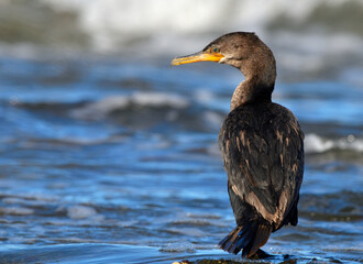 cormorant on the atlantic coast, argentine Patagonia