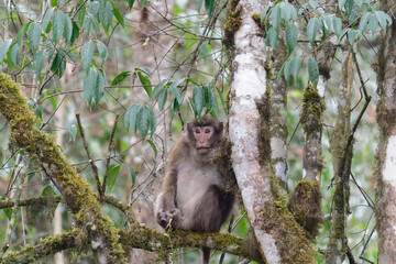 A brown monkey seat on the branch in the forest