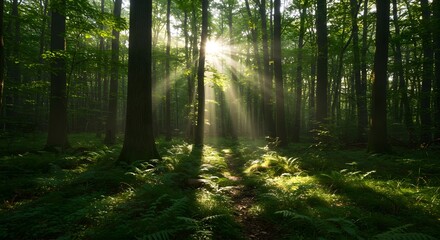 Sun Rays Through Green Forest Trees in a Lush Woodland Scene