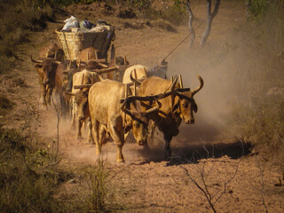 Carros de boi com sua boiada e carreiro transportando carga
