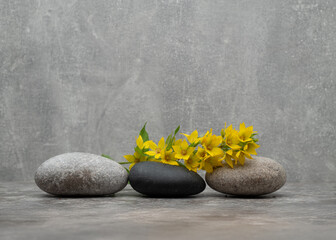 cosmetic background podium with natural stones.natural stones and real plants flowers for presentation of products perfumery cosmetics medicine jewelry body care makeup skin care.