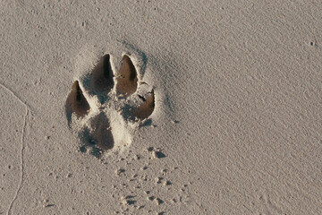 close-up of a paw print in the sand. beach vacation lifestyle. holiday with dog background. dog-friendly travel theme. man's best friend.