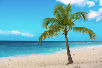 Single palm tree in exotic tropical beach