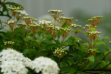 コデマリのつぼみ