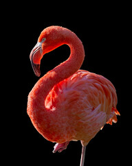 pink flamingo on isolated on a black background