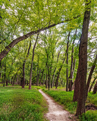 Fototapeta premium Hiking path through the woods at Creve Coeur Park in Creve Coeur, Missouri in springtime 