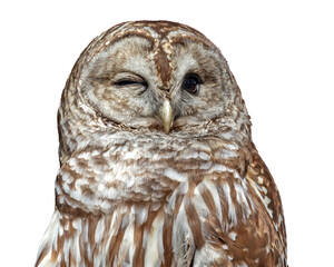 Portrait of a barred owl winking isolated on a transparent background png 