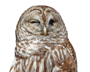 Portrait of a barred owl winking isolated on a transparent background png 