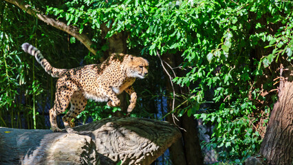 A cheetah leaping off of a rock  © Patrick Rolands