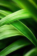 Close-Up of Lush Green Leaves with Vibrant Textures and Soft Lighting