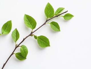 Fototapeta premium Delicate leaves in the corner of a white gray background