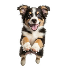 Fototapeta premium excited dog leaping on white backdrop 
