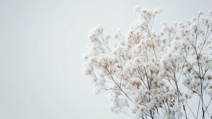 Obraz premium Delicate blossoms or flowers in the corner of a white gray background