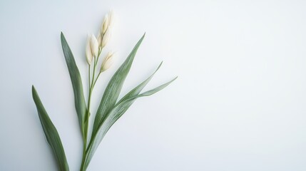 Fototapeta premium Delicate blossoms or flowers in the corner of a white gray background