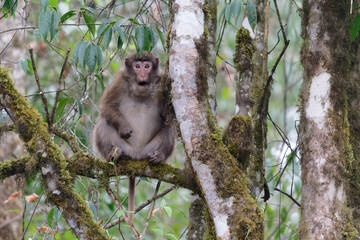 monkey on a tree branch