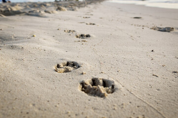 close-up of a paw prints in the sand. beach vacation lifestyle. holiday with dog background. dog-friendly travel theme. man's best friend. zoomies on the beach.