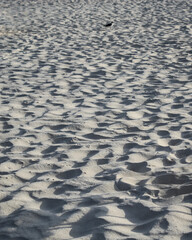 sand on beach background with valleys and peaks texture abstract vacation vibes. a single bird sits in the background.