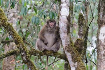 monkey on a tree branch