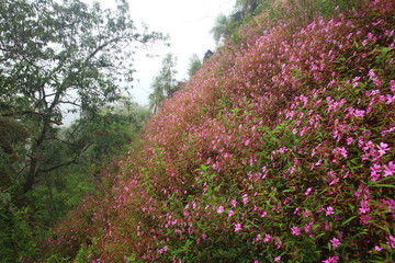 Dok Thian Peek Phi Sua (Impatiens Patula Craib) is the beautiful flowers field in rainy season ,...