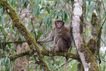 monkey on a tree branch