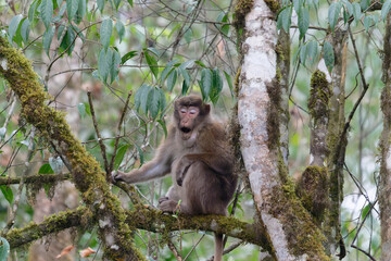 monkey on a tree branch