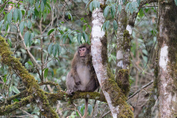 monkey on a tree branch