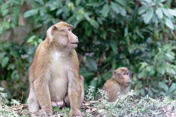 Naklejka premium Brown monkey seating in the forest